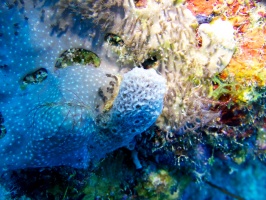 Corals and Sponges IMG 6959